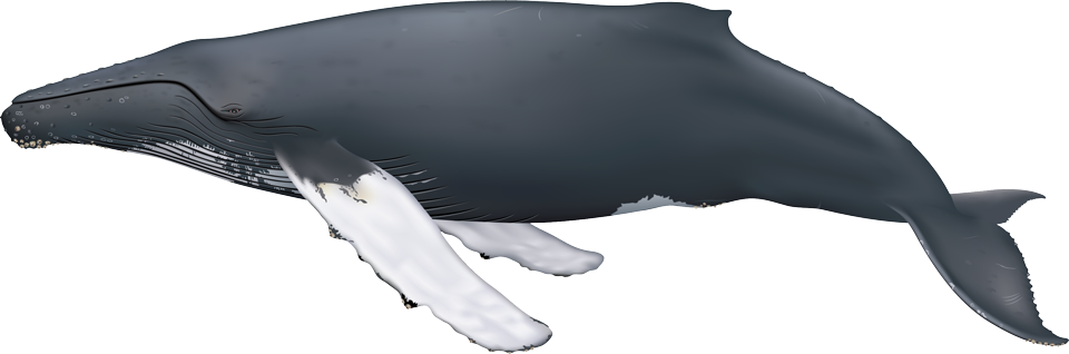 Humpback whale (Megaptera novaeangliae)