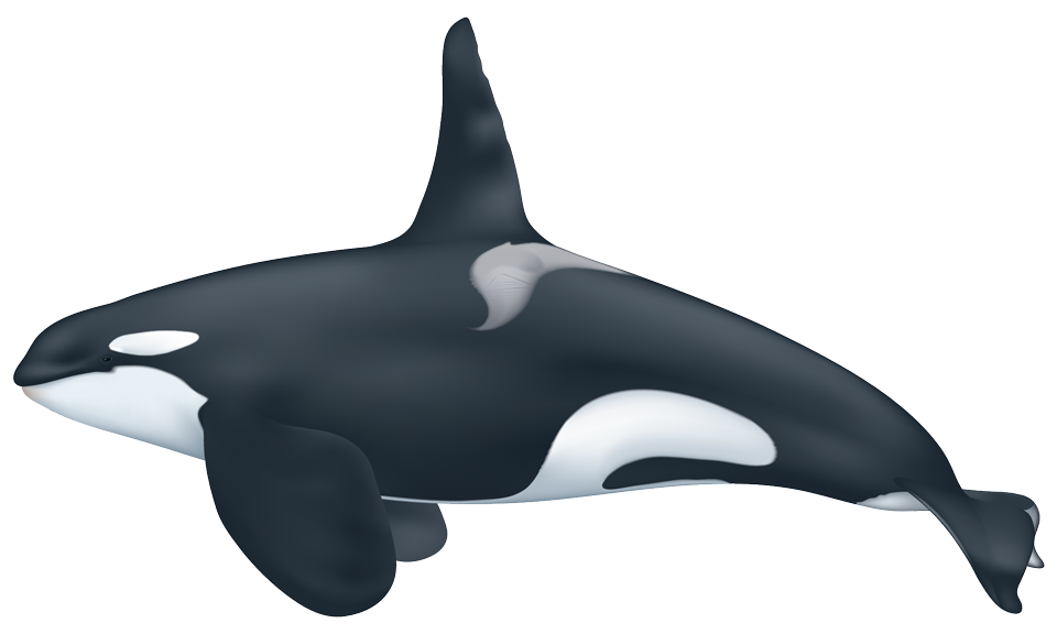 Killer whale/orca (Orcinus orca)
