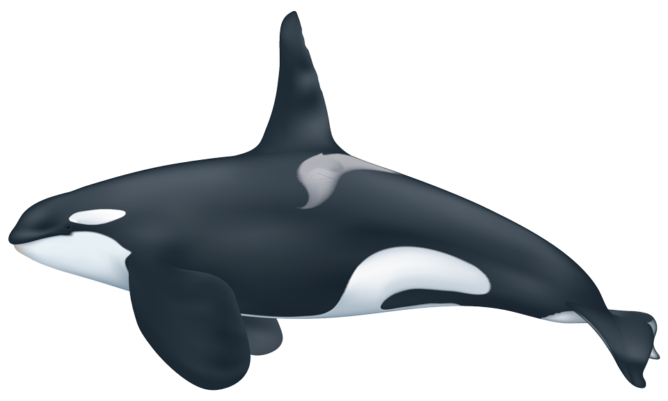 Images Of Killer Whale