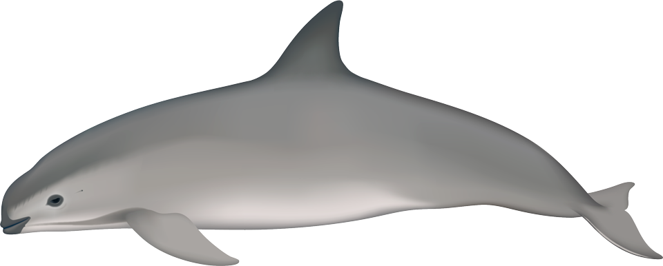 Vaquita (Phocoena sinus)