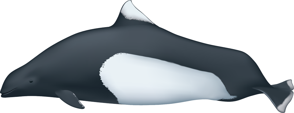 Daly's porpoise (Phocoenoides dalli)