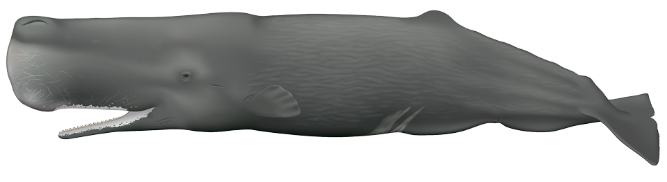 sperm whale (Physeter macrocephalus)