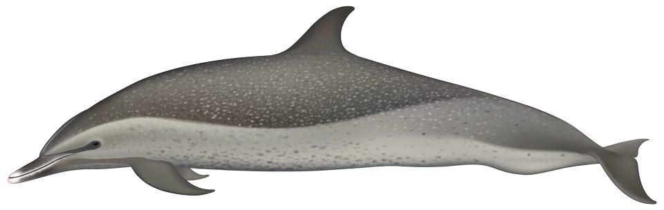 Pantropical spotted dolphin (Stenella attenuata)