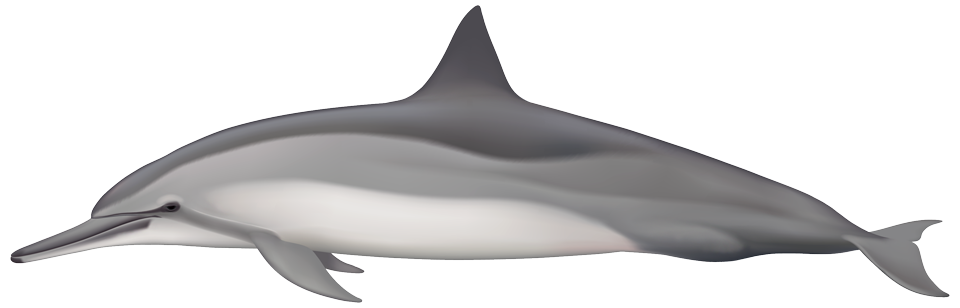 Gray's spinner dolphin (Stenella longirostris)