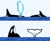 Orca (Killer Whale) Surface Characteristics