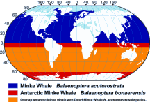 Minke Whale Range Map