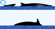 Minke Whale Surface Characteristics