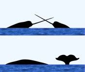 Narwhal Surface Characteristics
