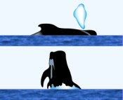 Pilot Whale Surface Characteristics