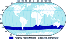 Pygmy Right Whale Range Map