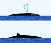 Pygmy Right Whale Surface Characteristics