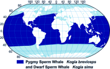 Pygmy Sperm Whale Range Map