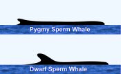 Pygmy Sperm Whale Surface Characteristics
