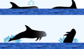 Risso’s Dolphin Surface Characteristics