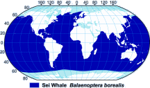 Sei Whale & Bryde’s Whale Range Map