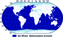 Sei Whale & Bryde’s Whale Range Map