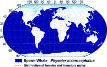 Sperm Whale Range Map