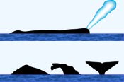 Sperm Whale Surface Characteristics
