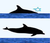 Spotted Dolphin Surface Characteristics