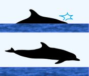 Spotted Dolphin Surface Characteristics